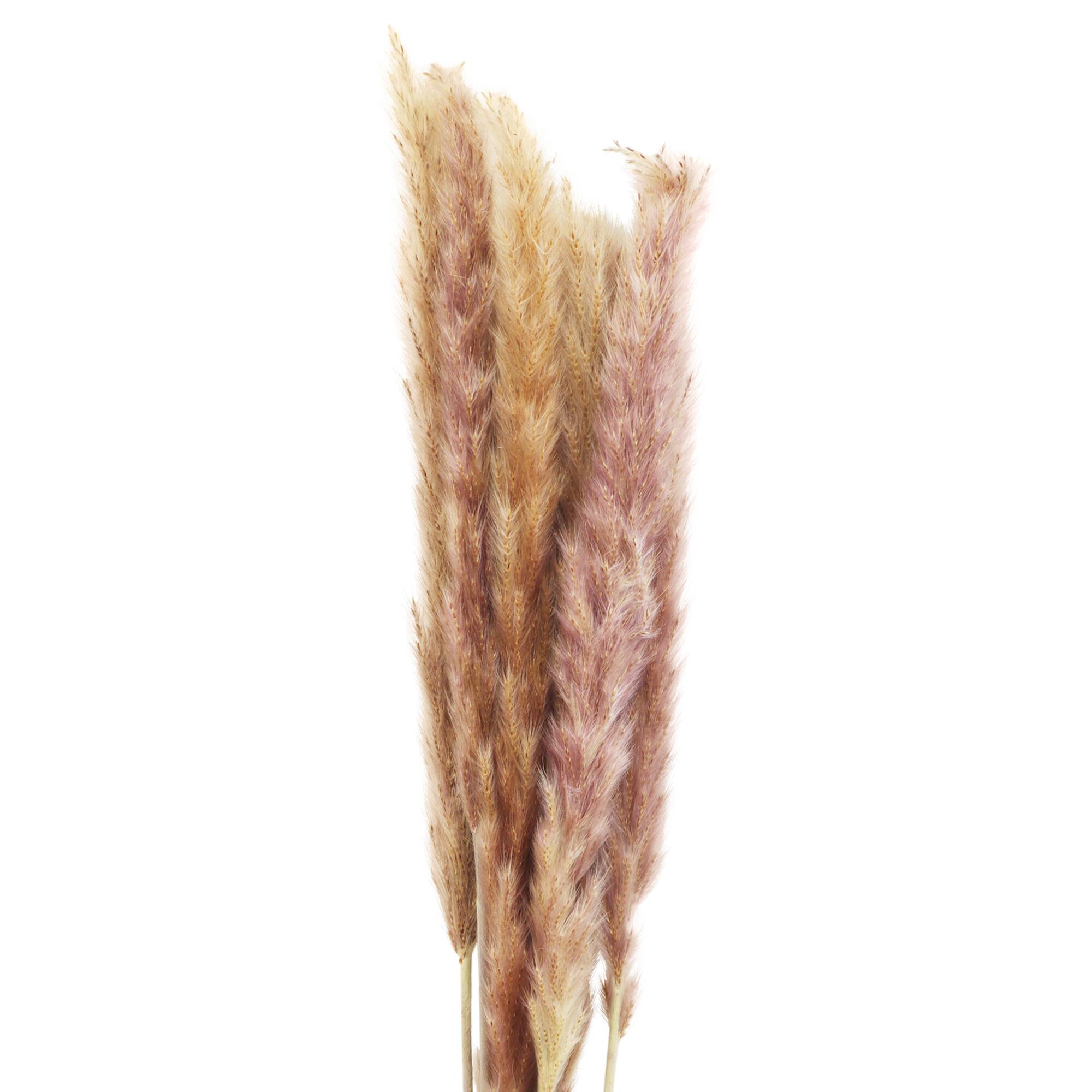 4 Pack: Mini Natural Brown Pampas Bunch by Ashland®